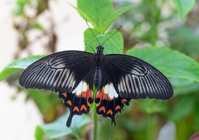 Butterfly by Joe Tulie