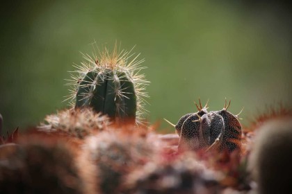 Cactus by Gerry Donovan