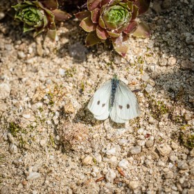 Large White Butterfly by Sylvia Hick