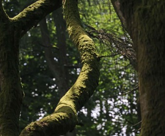 Mossy Bough by Gerry Donovan