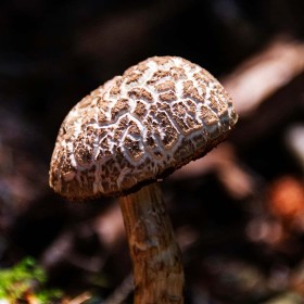 Mushroom by Pat Divilly