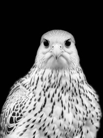 1st: Gyrfalcon by Jerome Fennell