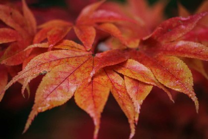 Autumn Colours by Katherine O'Boyle