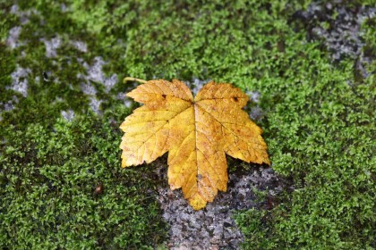 Leaf on Moss by Gerry Donovan