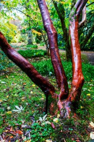 Red Tree Bark by Pat Divilly