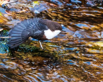 Dipper on the Dodder by Pat Divilly