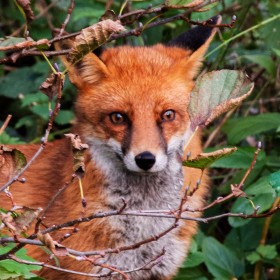 Fox Close Up by Pat Divilly