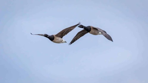 Brent Geese by Enda Magee