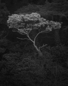 Tree by Mike McNamara