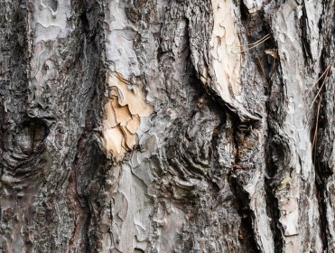 Pine bark by Joe Tulie