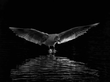 Highly Commended: Ordinary Gull by Jerome Fennell