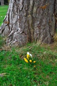 Signs of Spring by Pearl Walsh