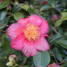 Pink Camellia by Sylvia Hick