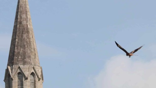 Red Kite with church spire by Paul O'Callaghan