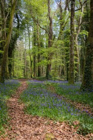 Bluebell Path by Sylvia Hick