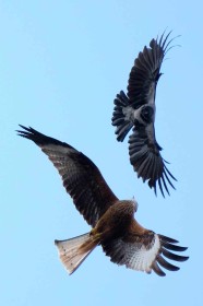 Red Kite and Crow by Trevor Stafford
