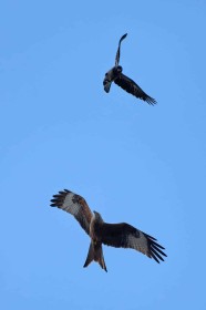 Red Kite v Crow by Trevor Stafford