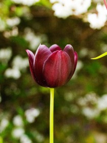 Tulip by Pat Divilly
