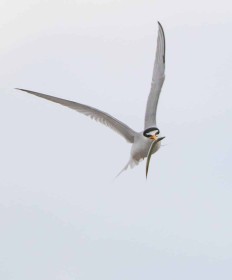 Little Tern by Robbie O'Leary