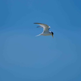 Little Terns by John Staunton