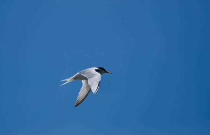 Little Terns by John Staunton