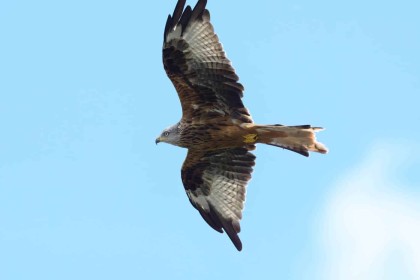 Red Kite Close-up by Frank Kenny