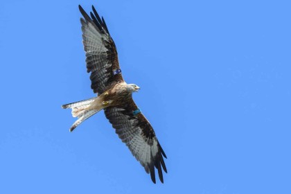 Red Kite by Frank Kenny
