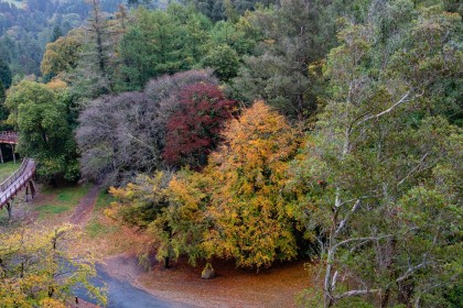 Autumn Trees by Sylvia Hick