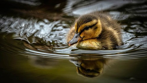 On Golden Pond by Jimmy Freeley