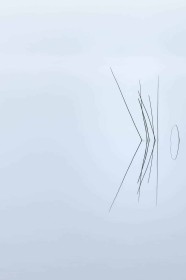 Reeds by Richard Boyle