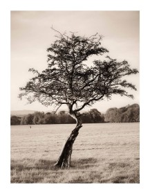 Hawthorn Tree by Hilda Mc Inerney
