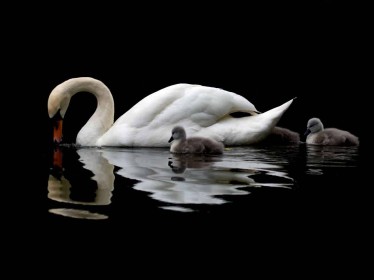 1st: Swan Reflection at Bushy Park by Catherine Foley