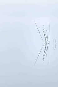 2nd: Reeds by Richard Boyle