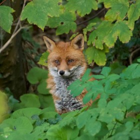 Fox by John Staunton