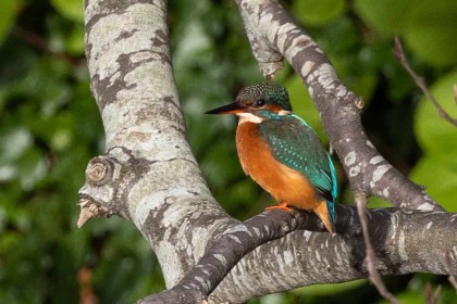 Kingfisher by Eithne O'Leary
