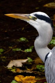 Resident Heron by Eithne O'Leary