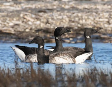 Light fronted Brent Geese by Paul O'Callaghan