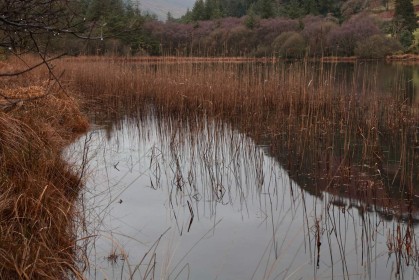 Reeds on Lower Lake by Jean Clarke