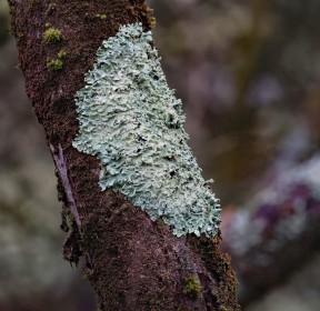 Winter Fungus by Gerry Donovan