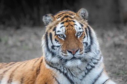 Amur Tiger by Enda Magee