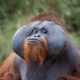 Orangutan by Enda Magee