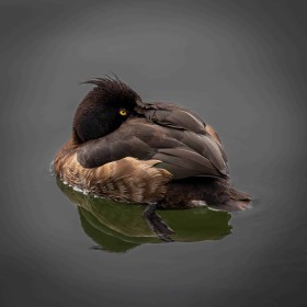 Tufted Duck (Female) by Enda Magee