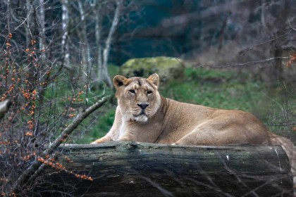 Lion around by Liam Haines