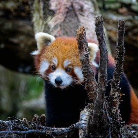 Red Panda by Pat Divilly