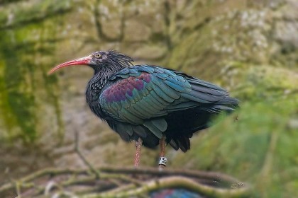 Waldrapp Ibis by Pat Divilly