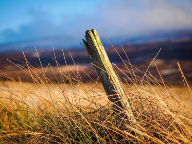 Wooden Pole by Peter Brennan