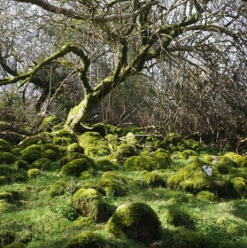 Woodland Mossy Knolls by Aoife Carty
