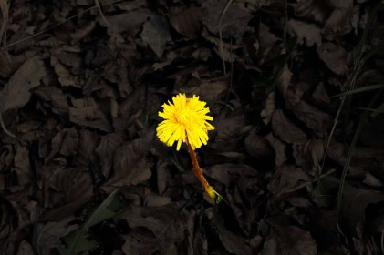 Yellow Flower Dark Background by George Jackson