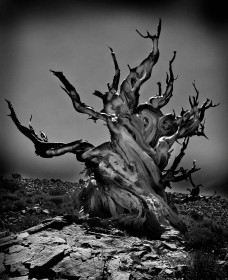 Highly Commended: Bristle Cone Pine by David O'Byrne