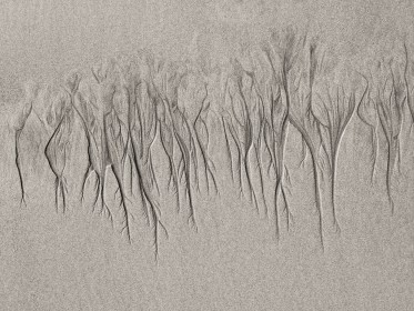 2nd: Sand Trees by Robert Acton
